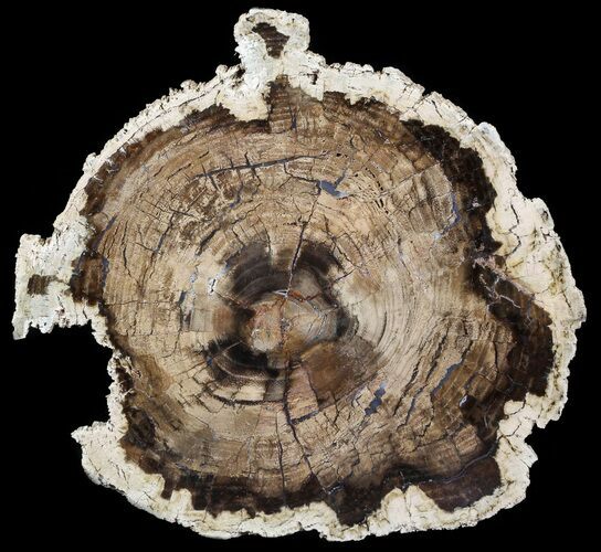 Petrified Wood (White Ash) Slab - McDermitt, Oregon #56019